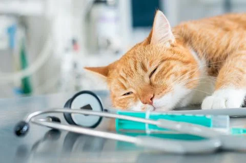 Image of a ginger sleeping cat lying on a table near a syringe and a stetho.. Stock Photos