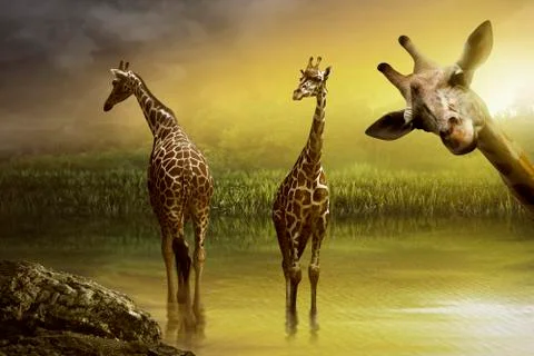 Image of giraffe drinking Stock Photos
