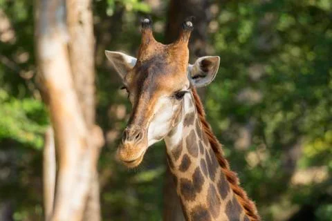 Image of a giraffe head on nature background. Stock Photos