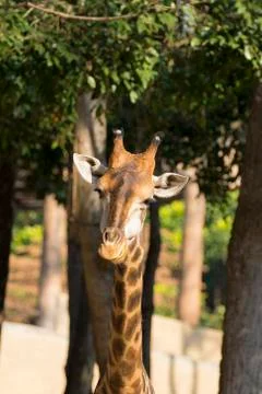 Image of a giraffe head on nature background. Wild Animals. Stock Photos
