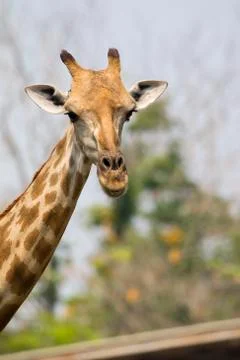 Image of a giraffe head on nature background. Wild Animals. Stock Photos