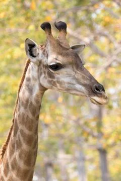 Image of a giraffe head on nature background. Wild Animals. Stock Photos