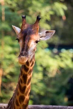 Image of a giraffe head on nature background. Wild Animals. Stock Photos