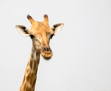 Image of a giraffe head on white background. Wild Animals. Stock Photos
