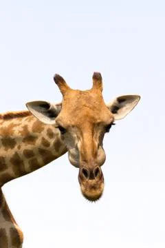 Image of a giraffe head on white background. Wild Animals. Foto stock