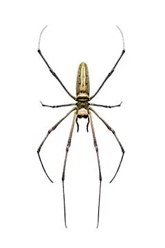 Image of Golden Long-jawed Orb-weaver Spider(Nephila pilipes) isolated on whi Stock Photos