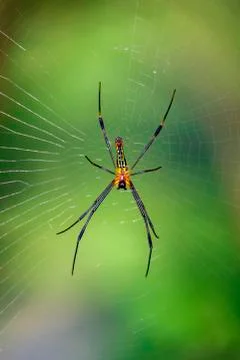 Image of a Golden orb web spider on nature background. Insect Animal Stock Photos