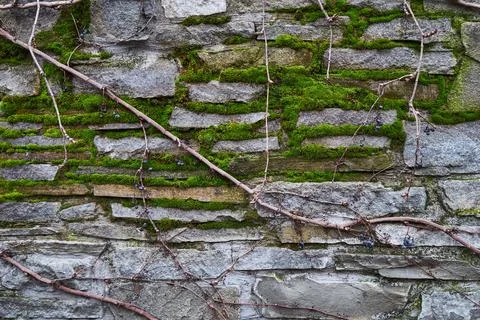 An image of a grape-braided stone wall. Winter time. Stock Photos