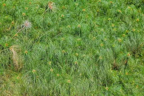 Image of grass cyperus papyrus as a background 스톡 사진