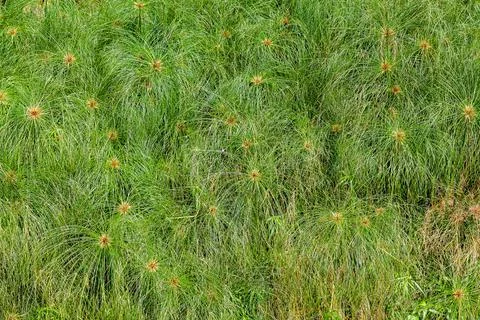 Image of grass cyperus papyrus as a background Stock-Fotos
