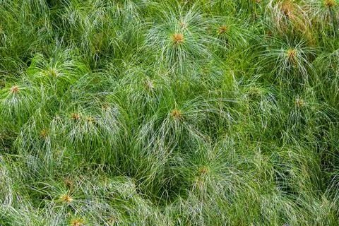 Image of grass cyperus papyrus as a background 스톡 사진