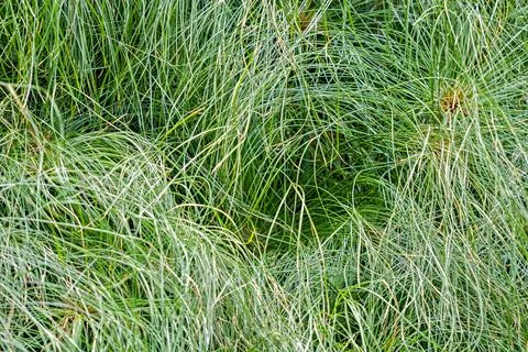 Image of grass cyperus papyrus as a background Foto stock