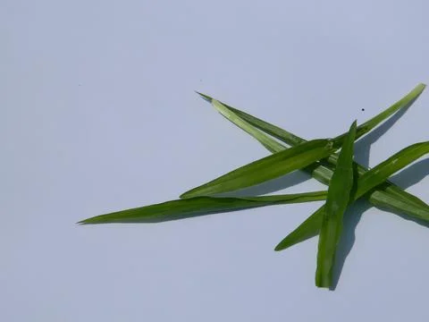 IMAGE OF GRASS IS Isolated WITH A WHITE BACKGROUND Stock Photos