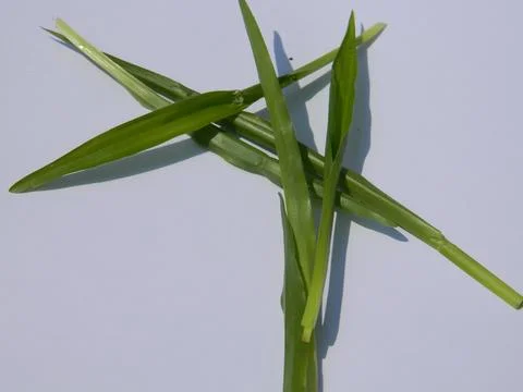 IMAGE OF GRASS IS Isolated WITH A WHITE BACKGROUND Stock Photos