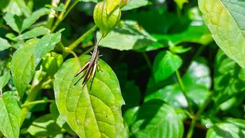 An image of a grasshopper on a leaf within a garden. Stock Photos
