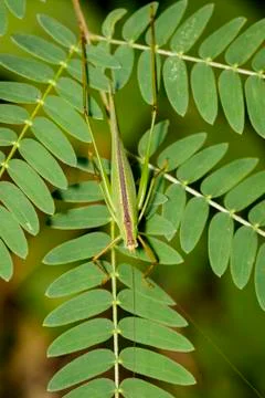 Image of grasshopper (Small Green Leaf Katydid.,Orthelimaea leeuwenii) on gre Stock Photos
