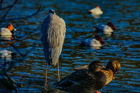 Image of gray heron on the waterside Stock Photos