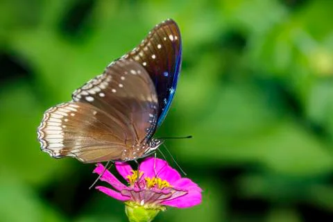Image of The Great Egg-fly Butterfly on nature background. Insect Animal (Hyp Stock Photos