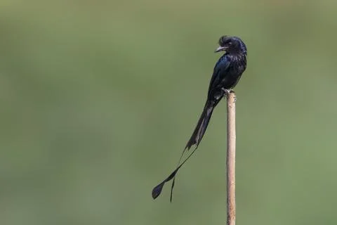 Image of Greater Racket-tailed Drongo on tree stump on nature background. B.. Stock Photos