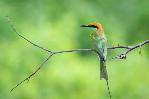Image of Green Bee-eater bird (Merops orientalis) perched on a branch on natu Stock Photos