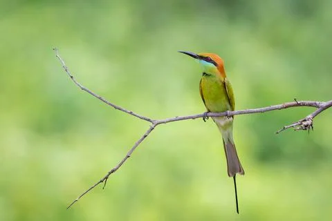 Image of Green Bee-eater bird (Merops orientalis) perched on a branch on natu Stock Photos