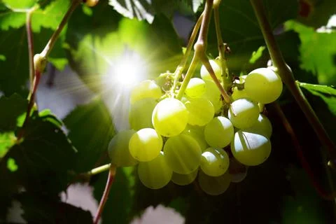 Image of a green grape. Abstract background of agriculture...Juicy delicious Foto stock