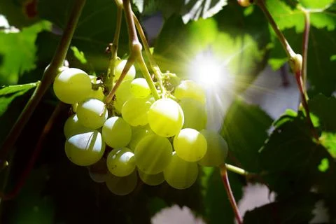 Image of a green grape. Abstract background of agriculture...Juicy delicious Stock Photos