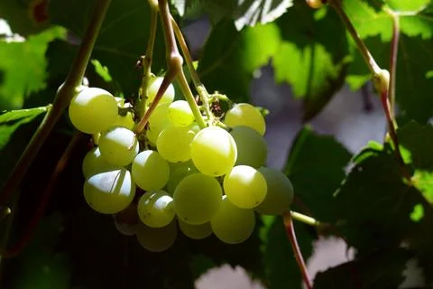 Image of a green grape. Abstract background of agriculture...Juicy deliciou.. Stock Photos