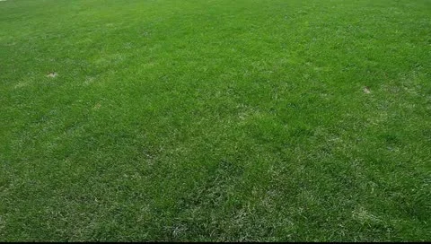 Image of green grass Video stock 10908166