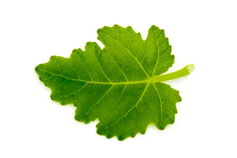 Image of a green leaf on a white background. Stock Photos
