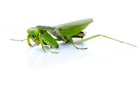 Image of a green mantis on white background. Insect. Stock Photos
