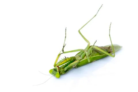 Image of a green mantis on white background. Insect. Stock Photos