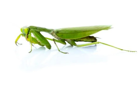 Image of a green mantis on white background. Insect. Stock Photos