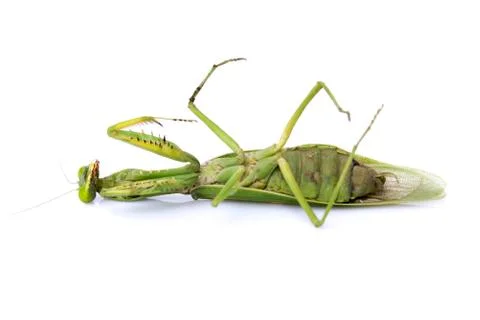 Image of a green mantis on white background. Insect. Stock Photos