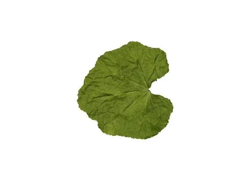 Image of a green semicircular dried leaf on a white background. Stock Photos