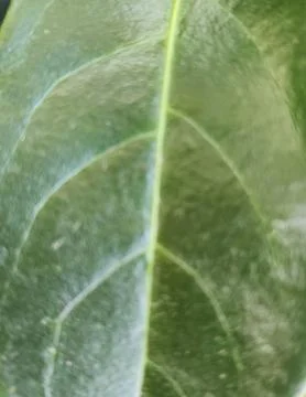 Image of green tree leaves. Stockfoto's