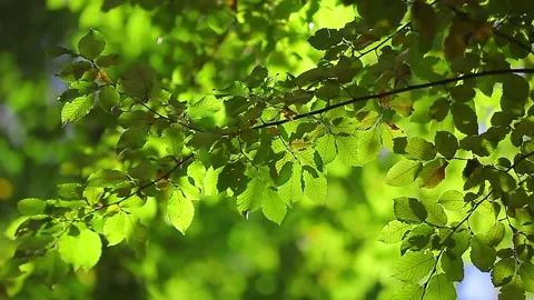 Image of green tree leaves in the wind Stock Footage 148665698