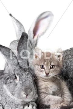 Image of grey rabbit with cute kitten near by Stock Photos