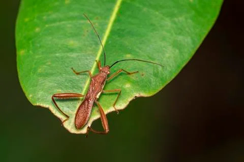 Image of Groundnut Bug, Acanthocoris sordidus (Coreidae) on green leaves. Ins Stock Photos