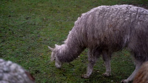 Image of group of Llama eating grass, Heuchlingen, Germany. Video stock 102646510