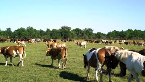 Image of groups of cows walking together at Odransko Polje natural park, Croatia Stock Footage 139060732