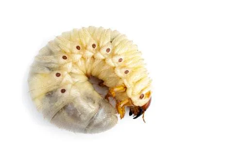 Image of grub worms, Coconut rhinoceros beetle (Oryctes rhinoceros), Larva on Stock Photos