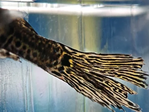 Image of a guppy fish with black and yellow patterns Stock Footage 332390877