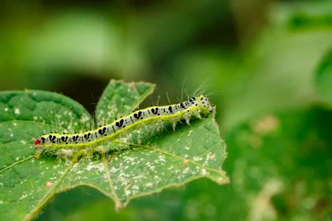 Image of Hairy caterpillar (Eupterote testacea) on green leaves. Insect Anima Stock Photos