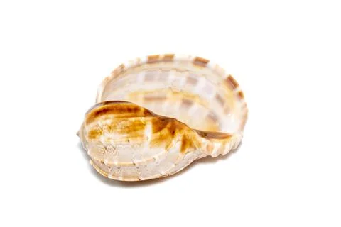 Image of harpaconoidalis conch seashell on a white background. Sea shells. Un Stock Photos