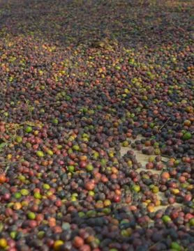 Image of harvested coffee berries. the industrial process of converting the r Stock Photos