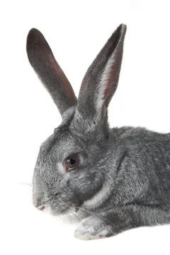 Image of head of adorable domestic rabbit on white background Stock Photos