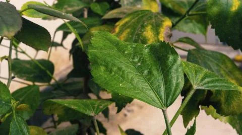 An Image of a hebiscus tree leaf or gudhal tree leaf 스톡 사진