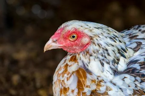 Image of hen on the ground.  Fram Animals. Stock Photos