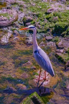 Image of heron on the riverside Stock Photos